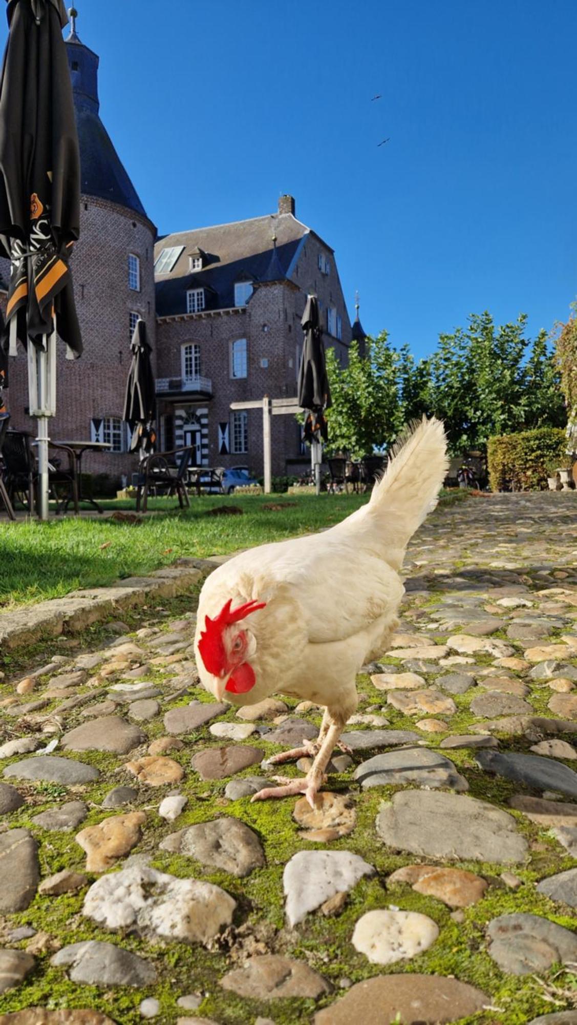 Haelen Kasteel Aldenghoor Bed & Breakfast エクステリア 写真